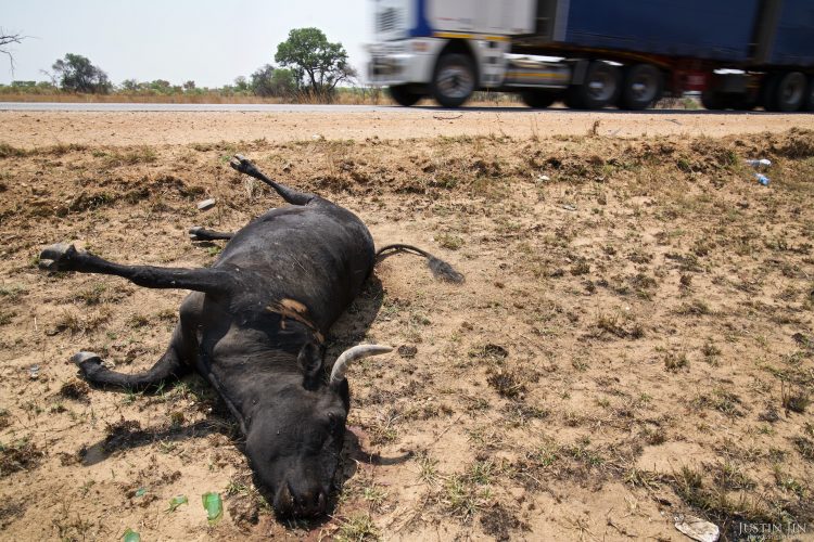 A cattle lays dead on the side of the highway in Masvingo Province, Zimbabwe, after probably being hit by a car. Poor resources allocation means roads are narrow, potholed and mostly unlit in Zimbabwe. Drought in southern Africa is making things worse, devastating communities in Zimbabwe, leaving 4 million people urgently in need of food aid. The government declared a state of emergency,. Here in Masvingo Province, the country's hardest hit province, vegetation has wilted, livestock is dying, and people are at serious risk of famine. Pictures shot by Justin Jin