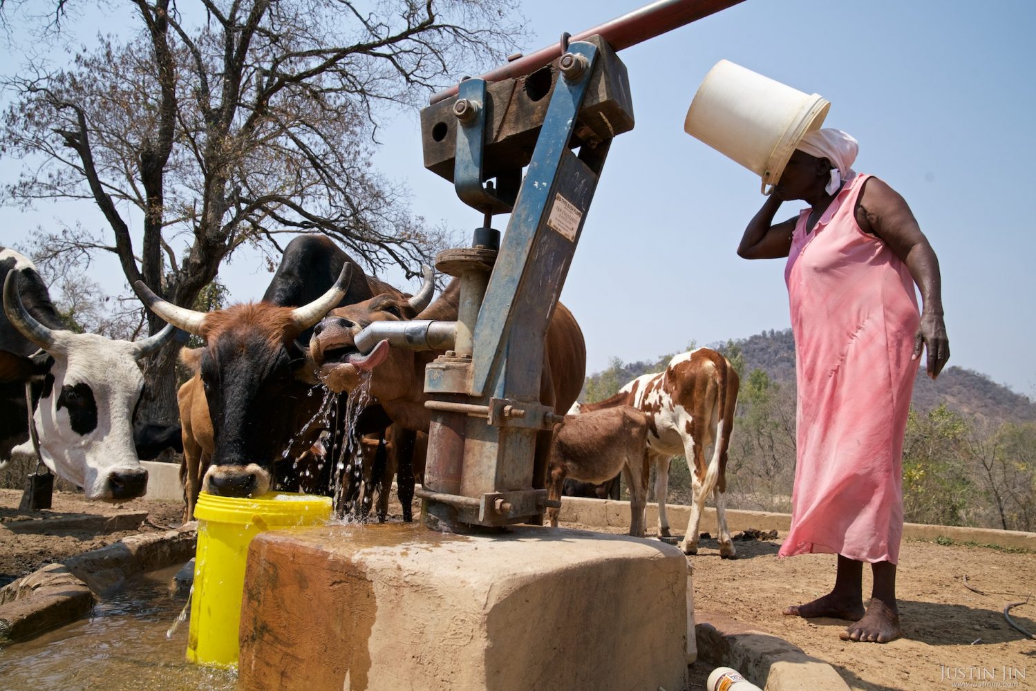 A woman and her cattle drink by a borehole in drought-hit Masking Province, Zimbabwe. Drought in southern Africa is devastating communities in Zimbabwe, leaving 4 million people urgently in need of food aid. The government declared a state of emergency,. Here in Masvingo Province, the country's hardest hit province, vegetation has wilted, livestock is dying, and people are at serious risk of famine. Pictures shot by Justin Jin